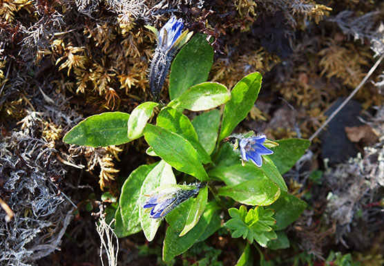 Campanula uniflora